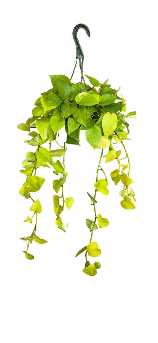HB Pothos Neon
