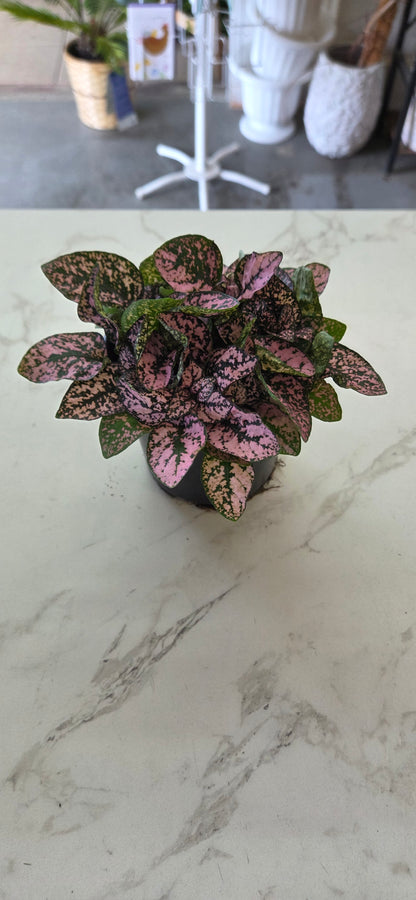 Polka Dot Plant