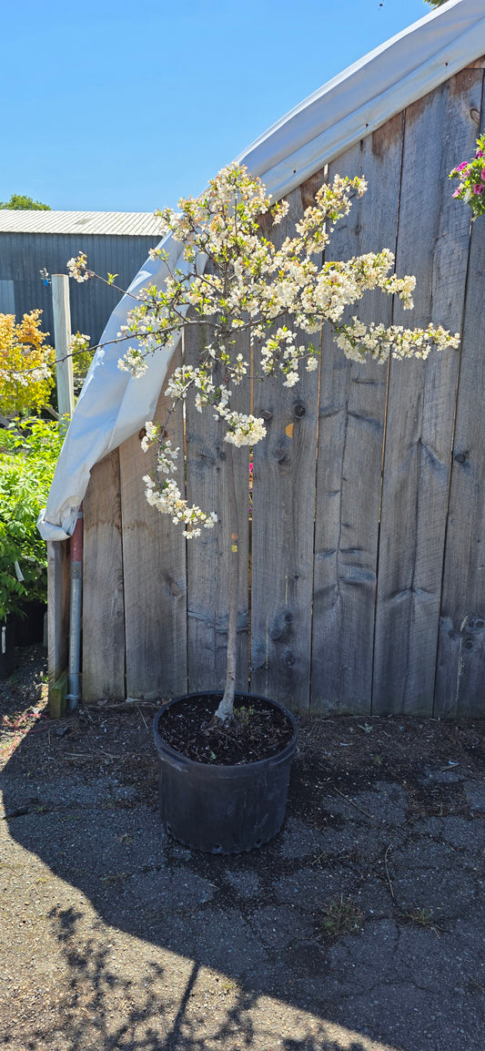 Crabapple Tree