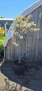 Crabapple Tree