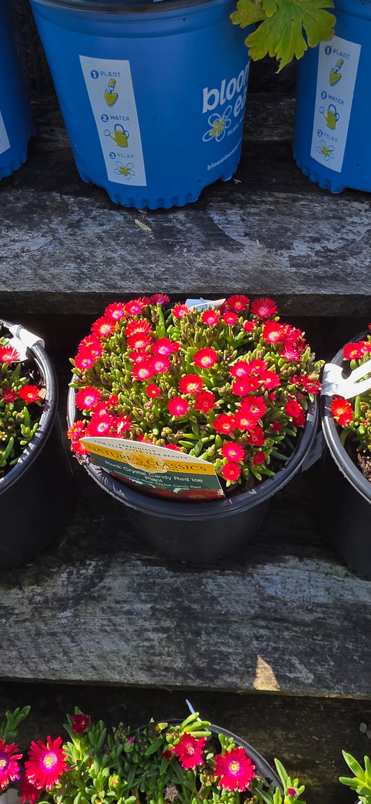 Ice Plant 'Rock Crystal Candy Red'