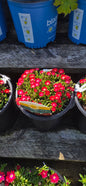Ice Plant 'Rock Crystal Candy Red'