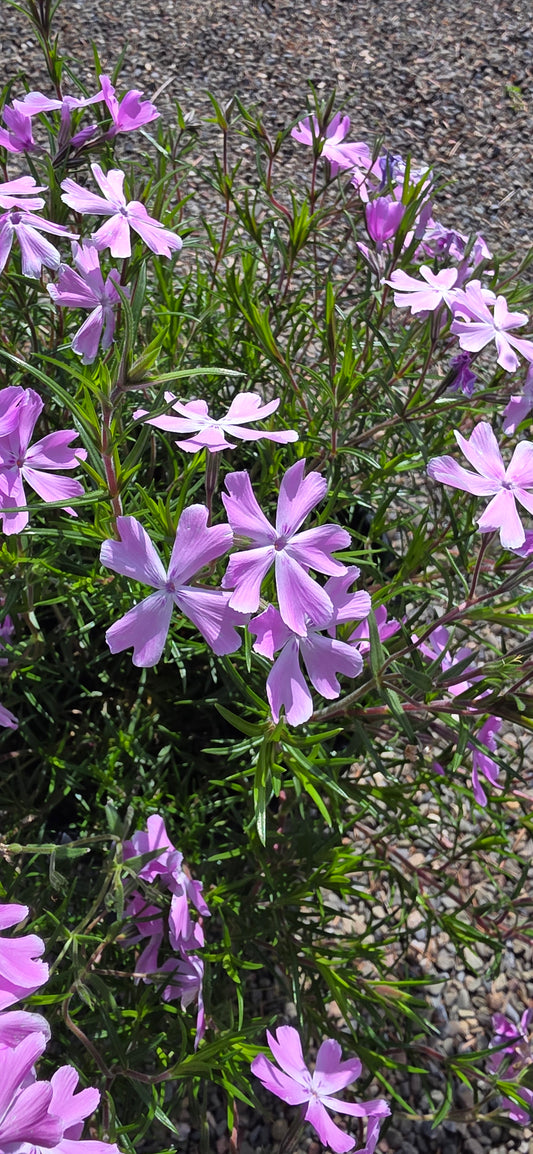 Phlox Spring Bling 'Pink Sparkles