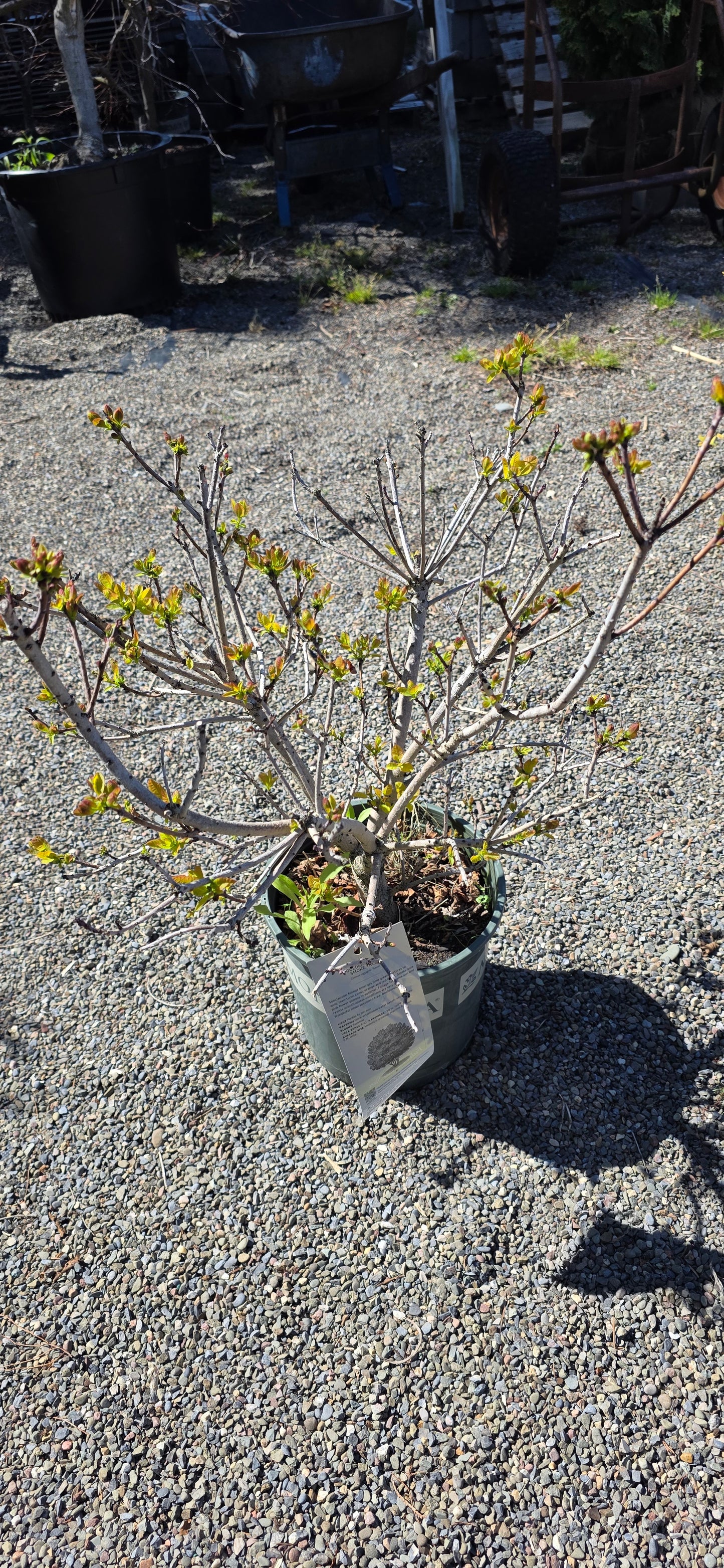 Golden Spirit Smoke Tree