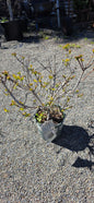 Golden Spirit Smoke Tree
