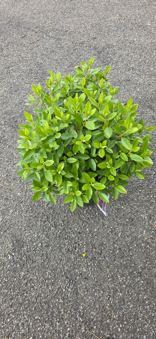 Rhododendron 'PJM Elite Star'