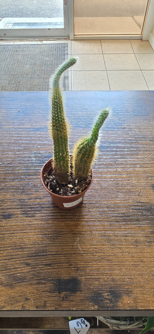 Assorted Cactus