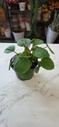 Peperomia Ripple
