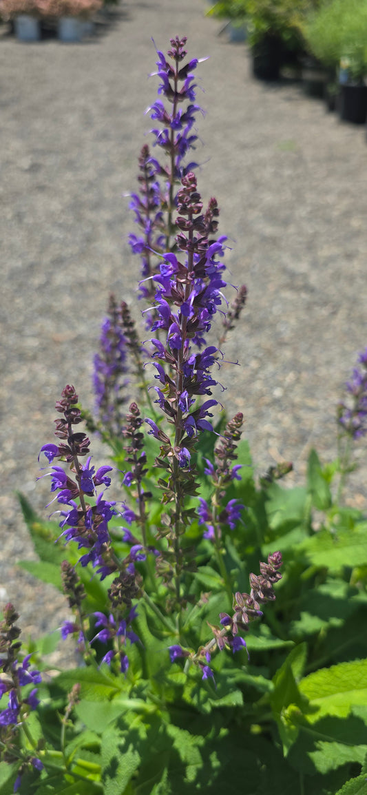Salvia 'May Night'