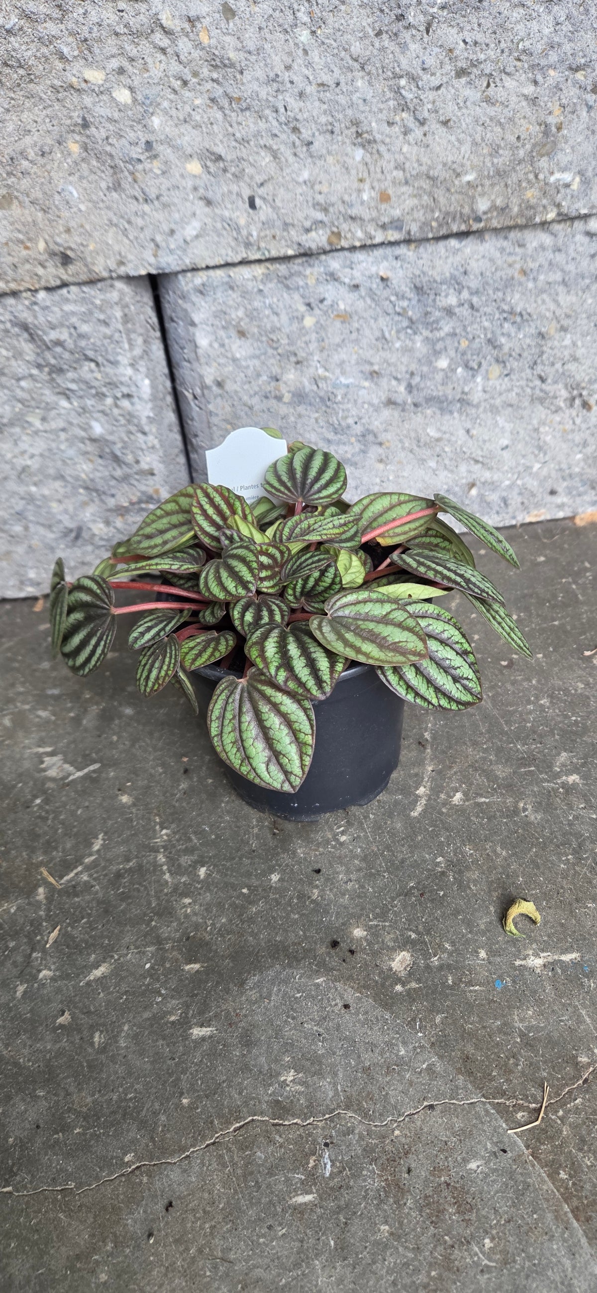 Peperomia Piccolo Banda