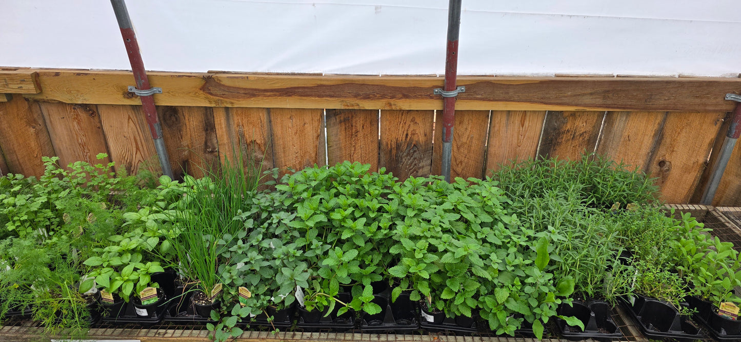 Herbs Pots
