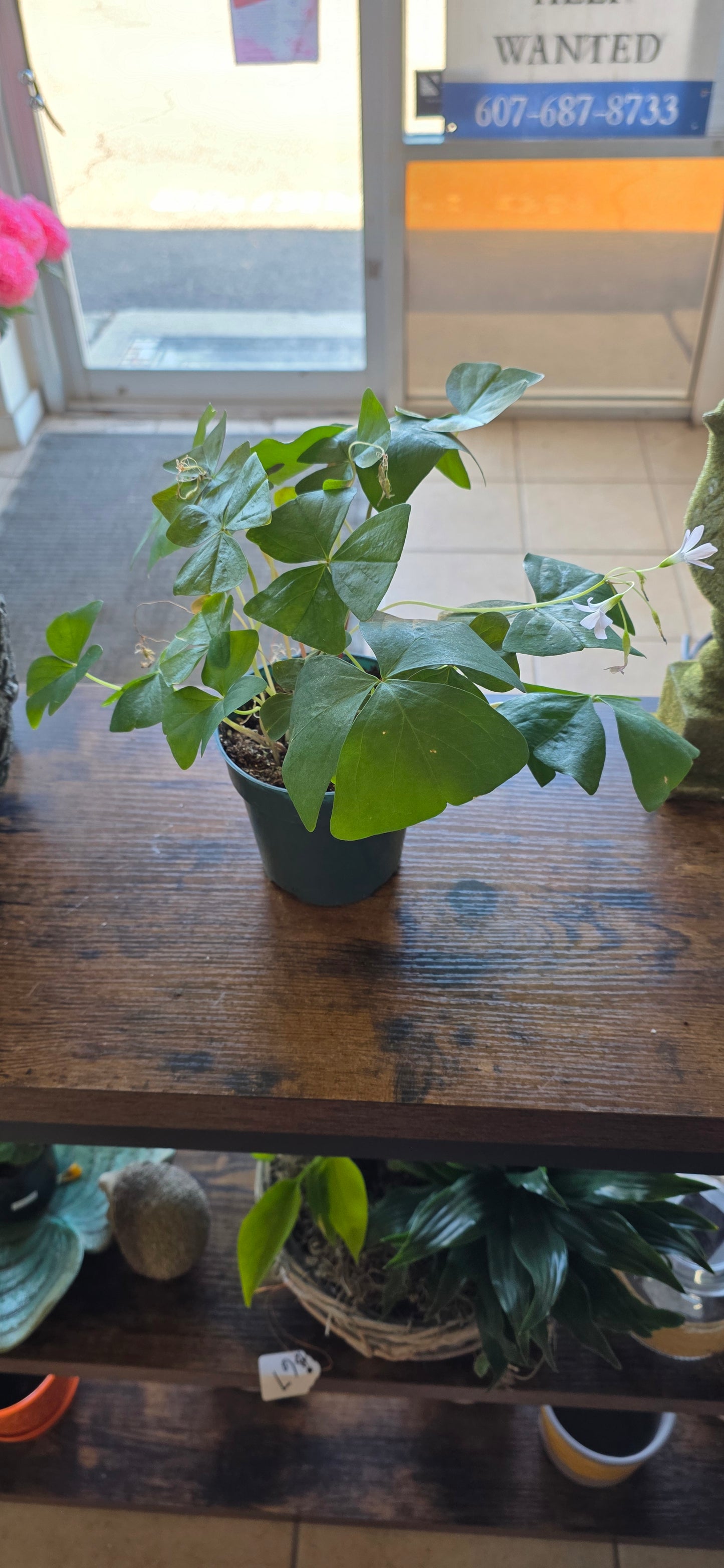 Qxalis Green