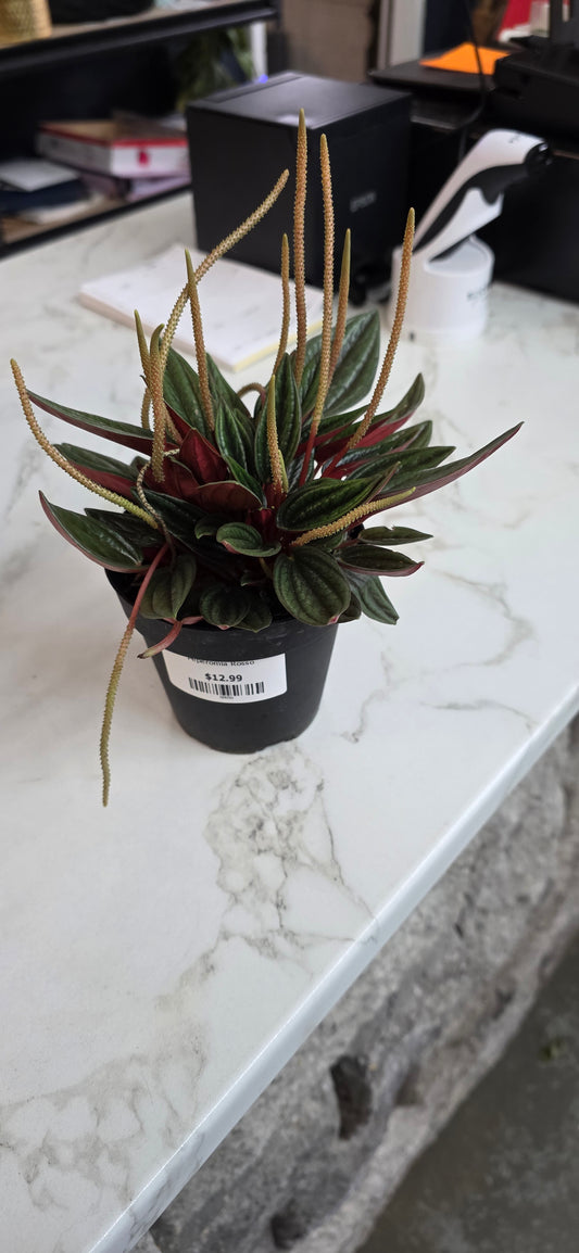 Peperomia Rosso