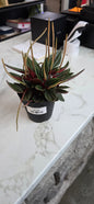 Peperomia Rosso