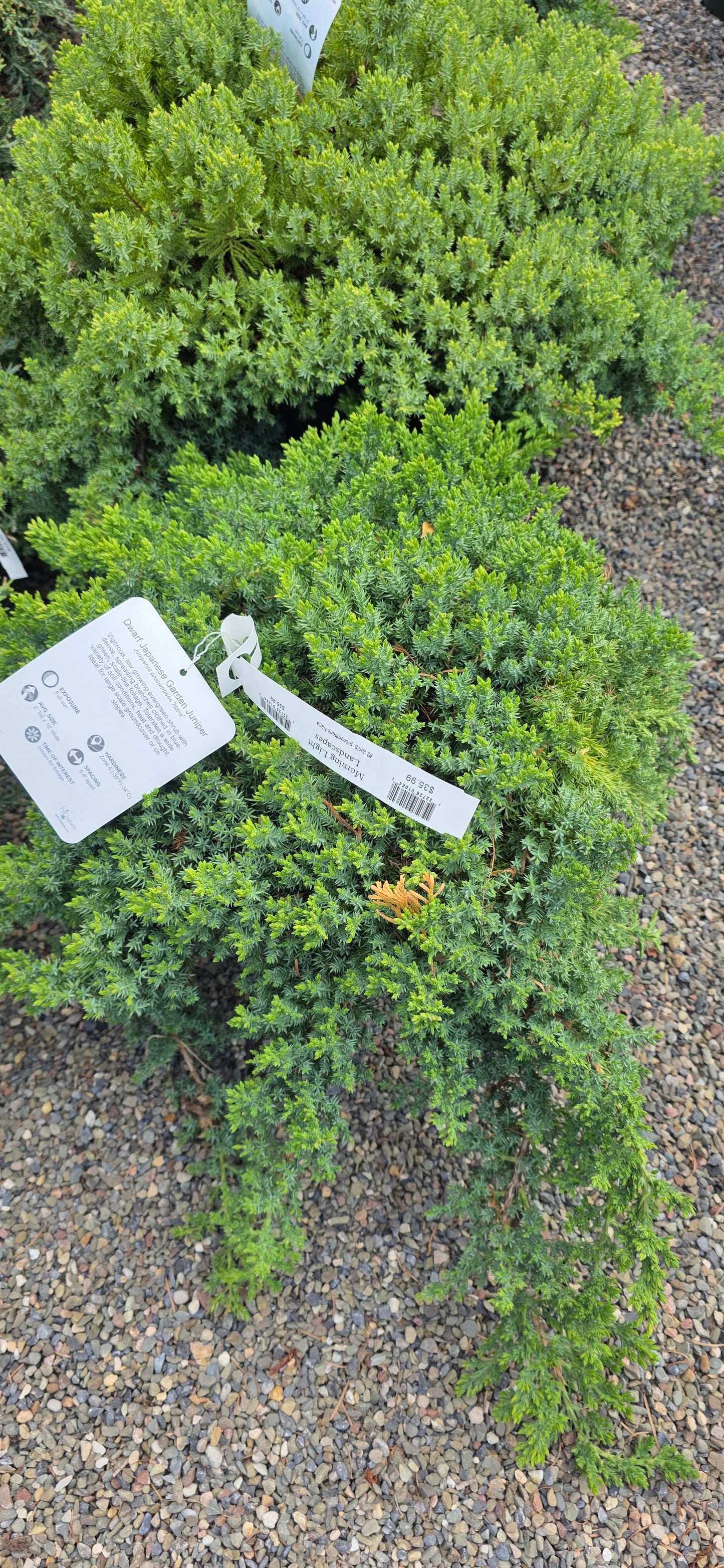 Juniper Procumbens 'Nana'