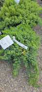 Juniper Procumbens 'Nana'