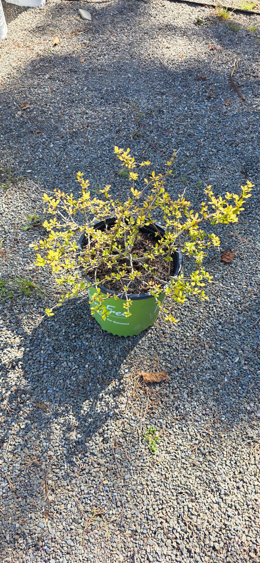 Lemon Glow Barberry