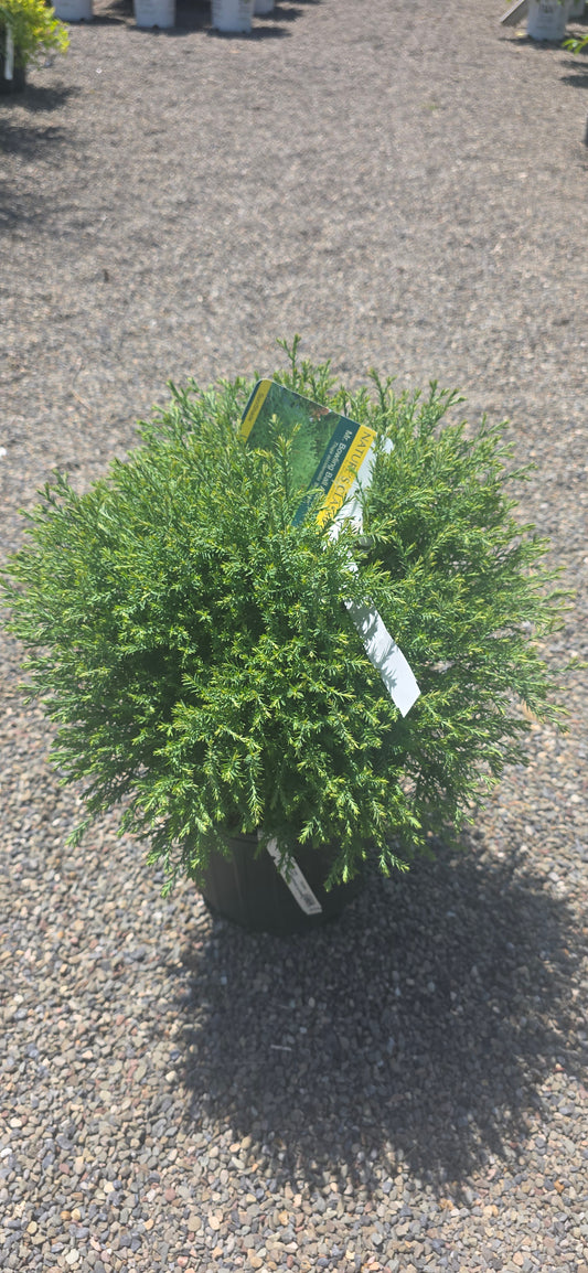 Arborvitae 'Bowling Ball'