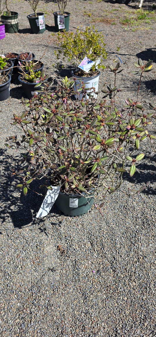 Rhododendron 'PJM Elite Star'