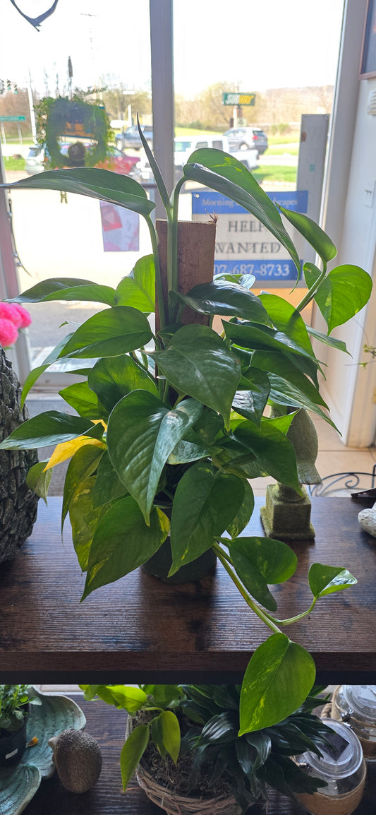 Totem Golden Pothos