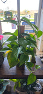 Totem Golden Pothos