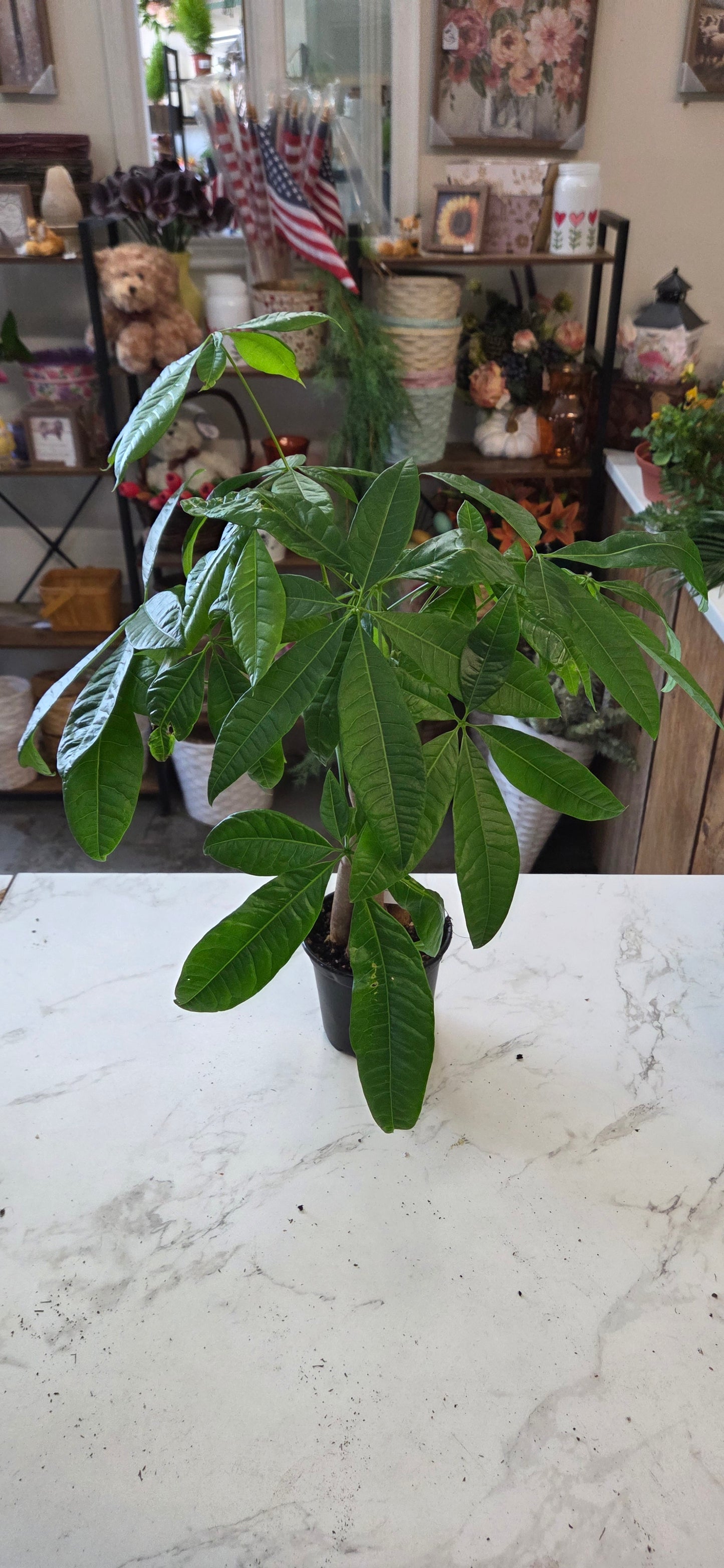 Money Tree