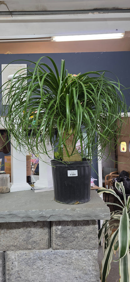 Ponytail Palm