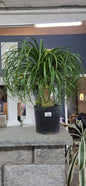 Ponytail Palm