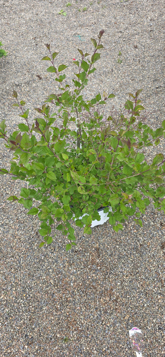 Lilac Bloomerang Dark Purple
