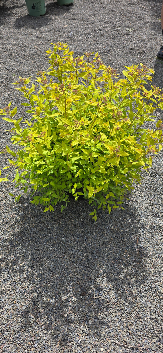 Spirea Japonica 'Goldmound'