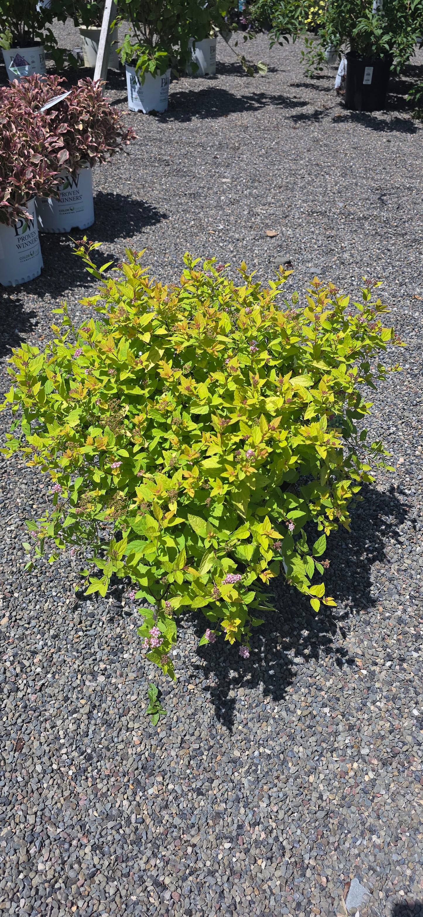 Spirea Japonica 'Goldmound'