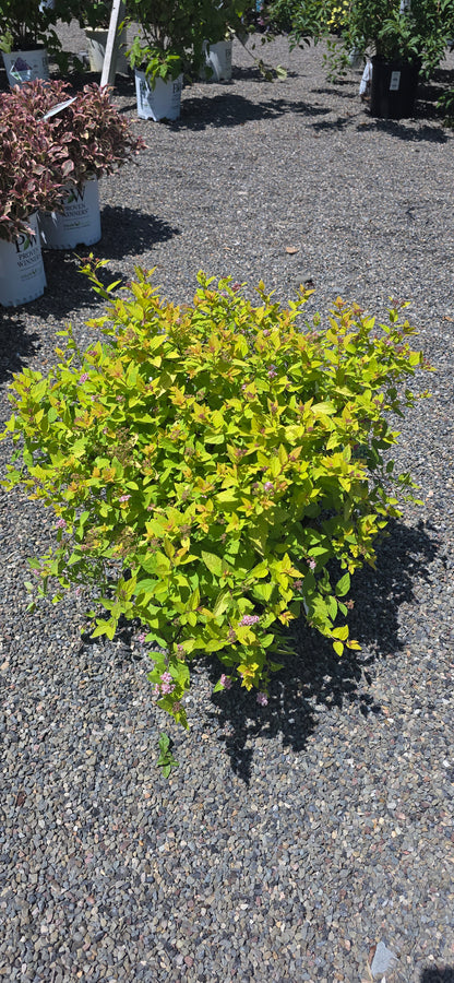 Spirea Japonica 'Goldmound'