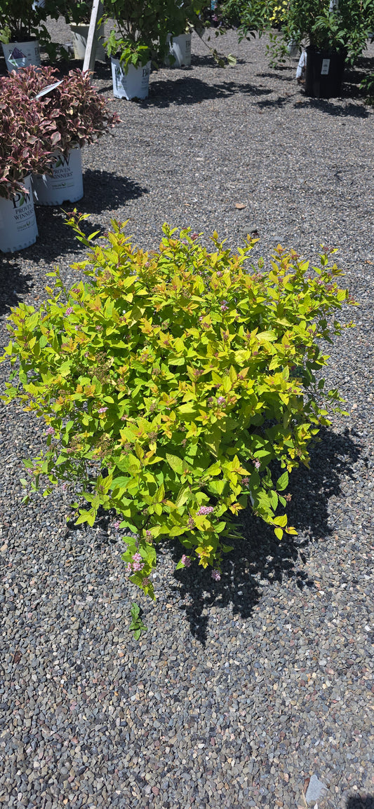 Spirea Japonica 'Goldmound'