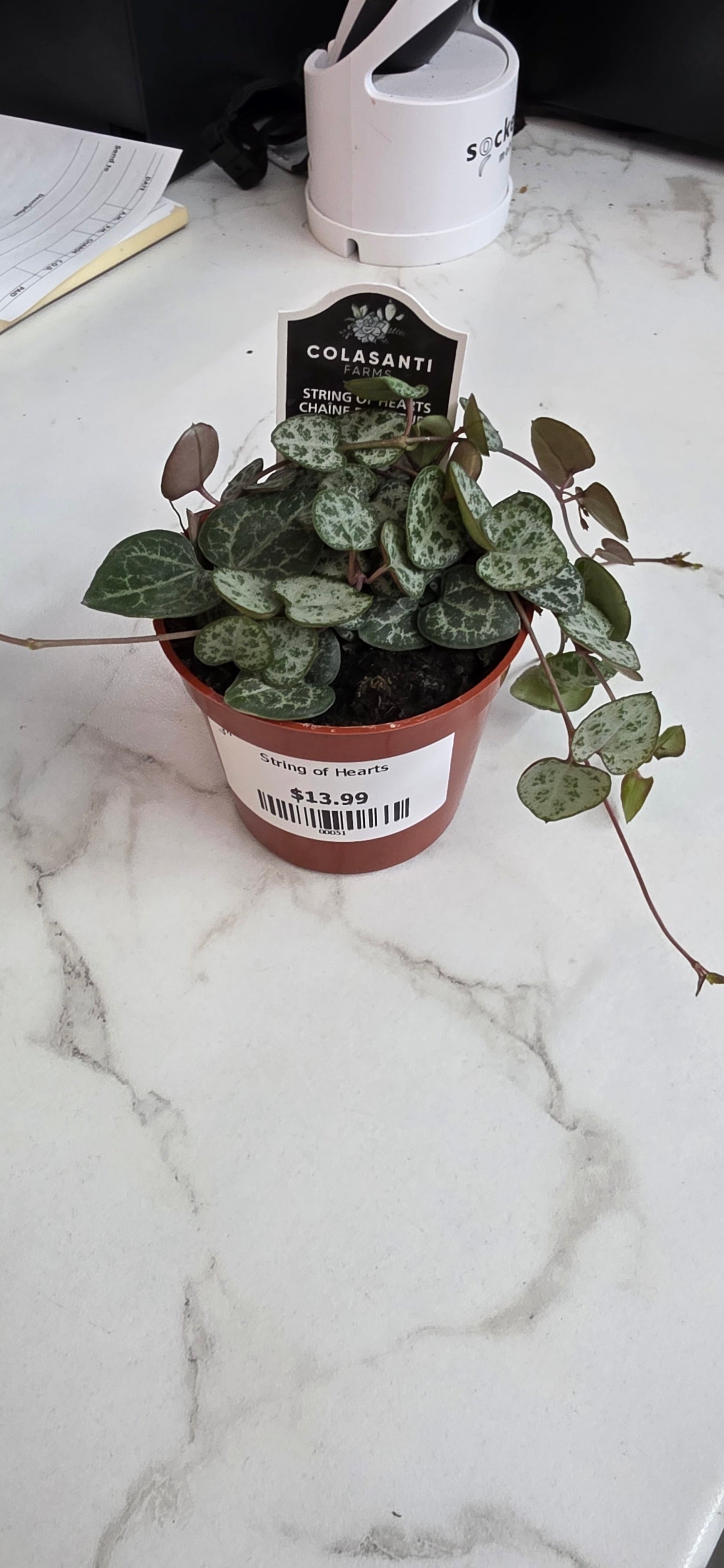String Of Hearts