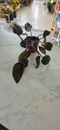 Pink Princess Philodendron