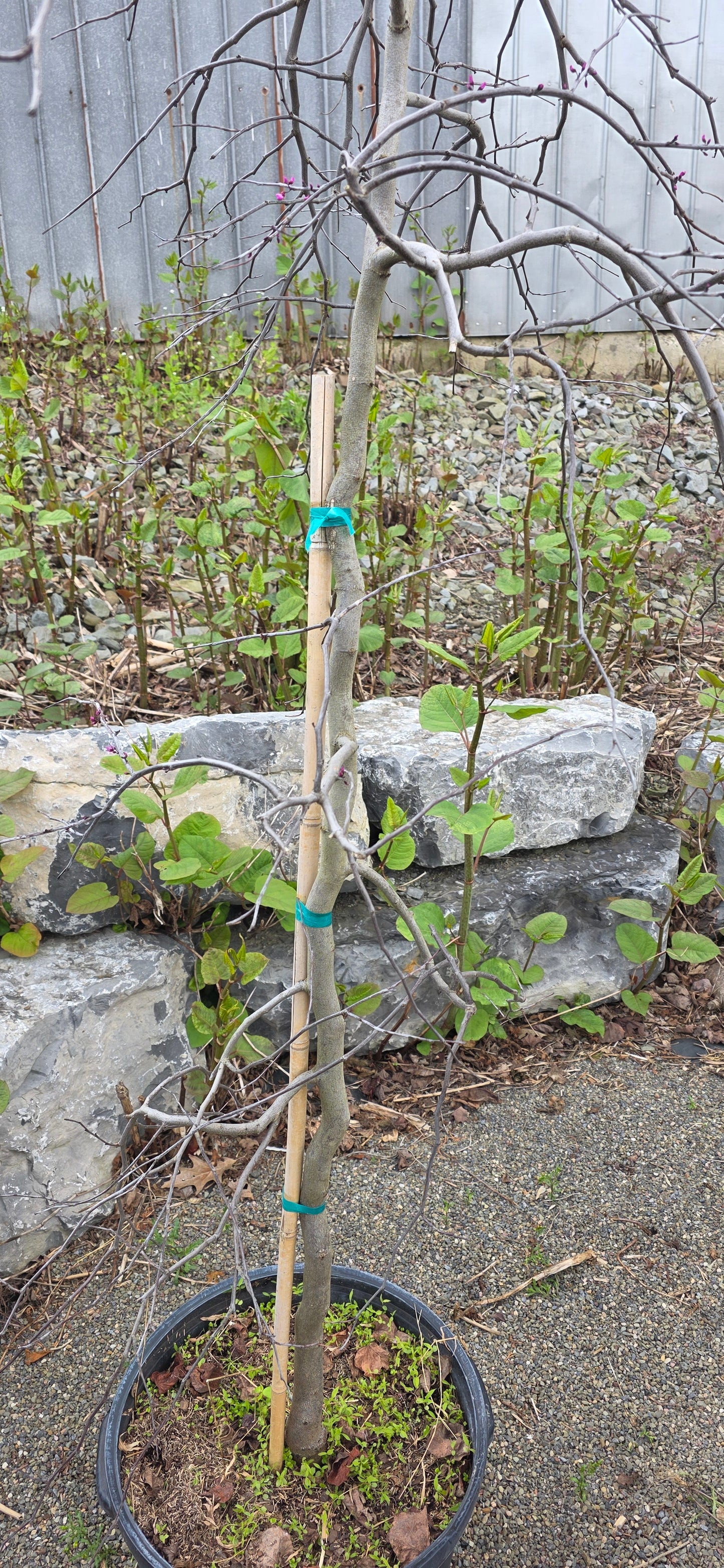 Weeping Eastern Redbud 'Ruby Falls'