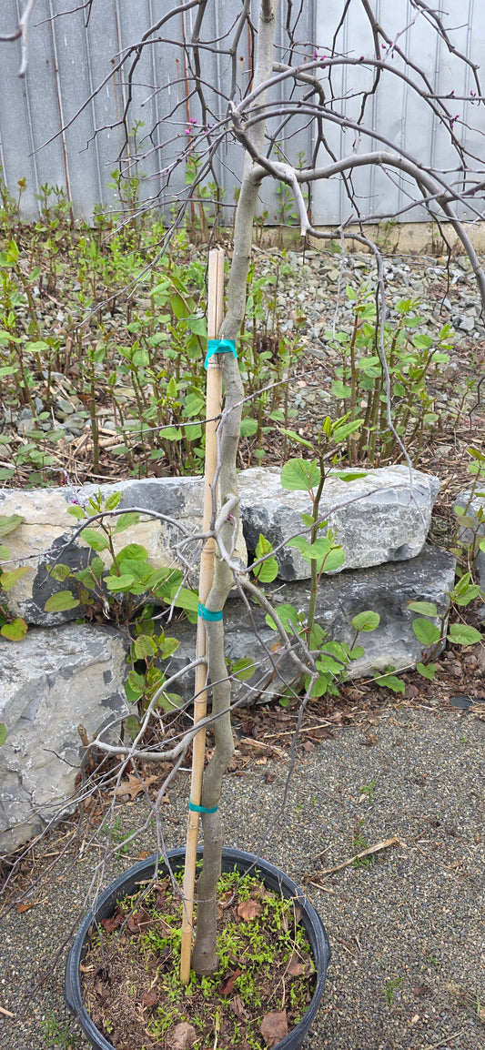 Weeping Eastern Redbud 'Ruby Falls'