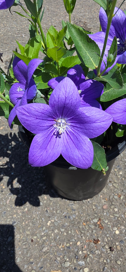 Balloon Plant 'Astra Blue'