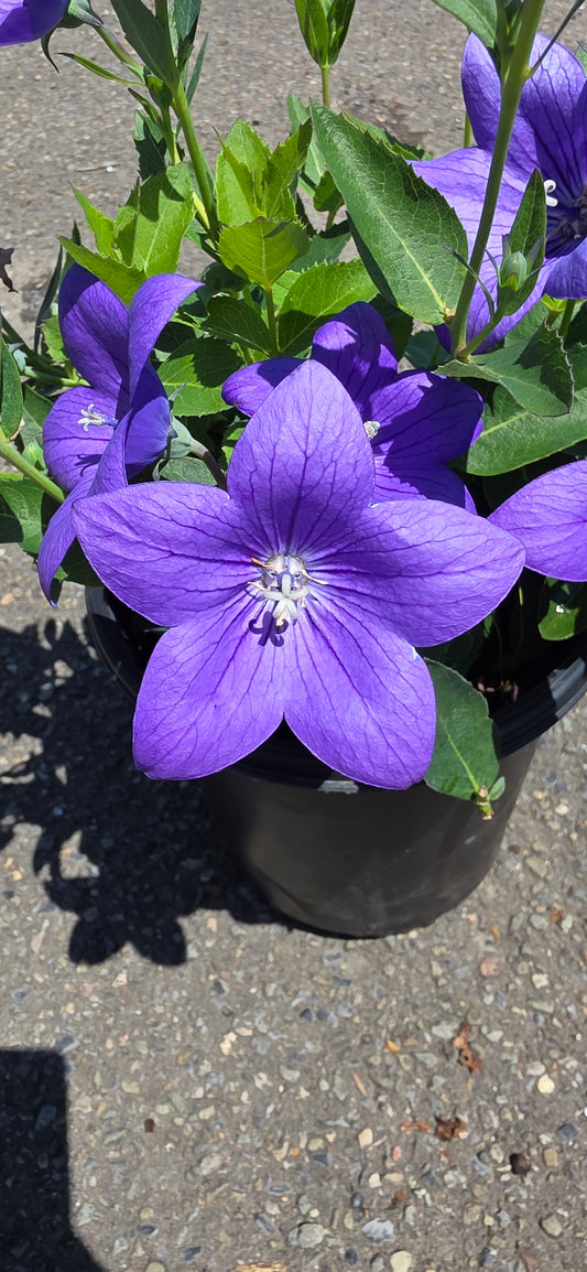 Balloon Plant 'Astra Blue'