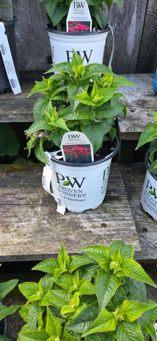 Bee Balm 'Pardon My Cerise'