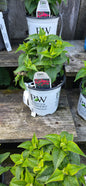Bee Balm 'Pardon My Cerise'