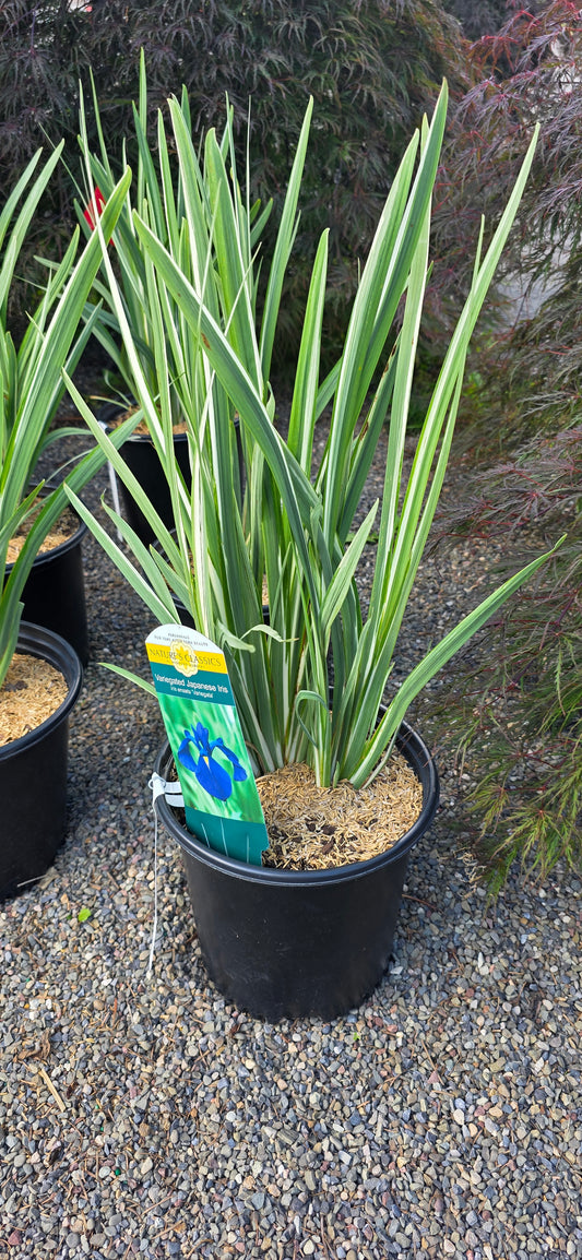 Iris 'Variegata'
