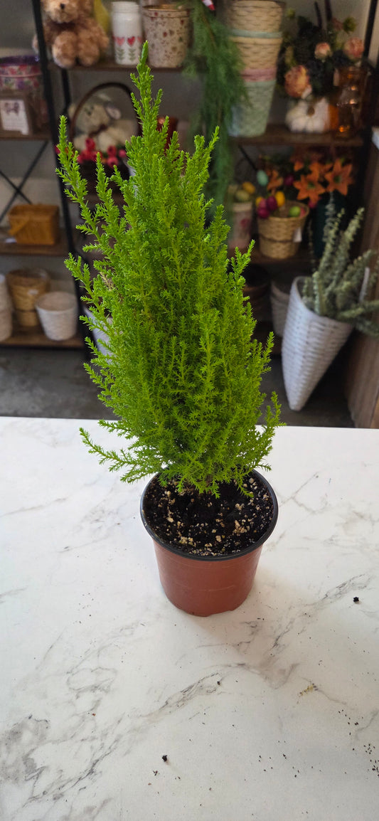 Lemon Cypress