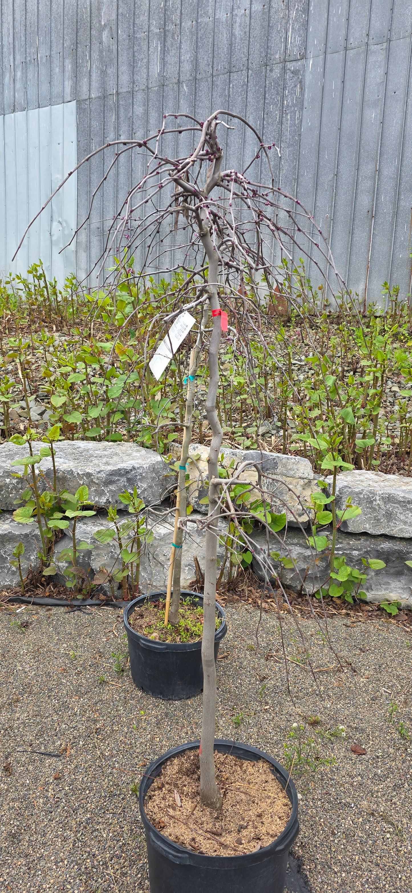 Redbud Lavender Twist