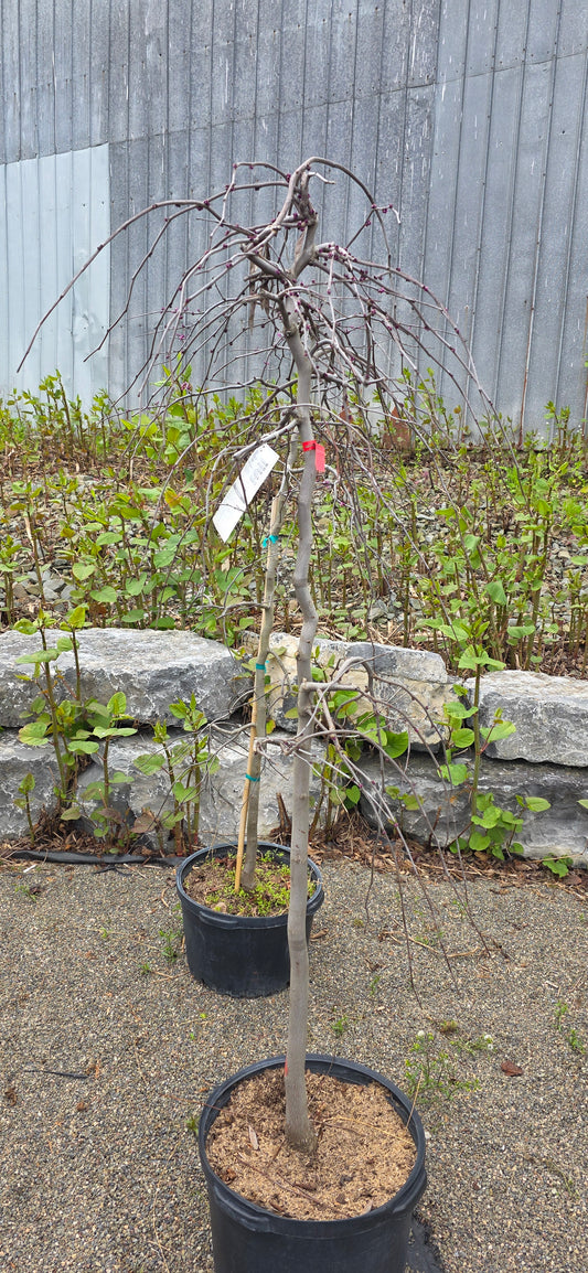 Redbud Lavender Twist