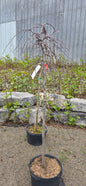 Redbud Lavender Twist