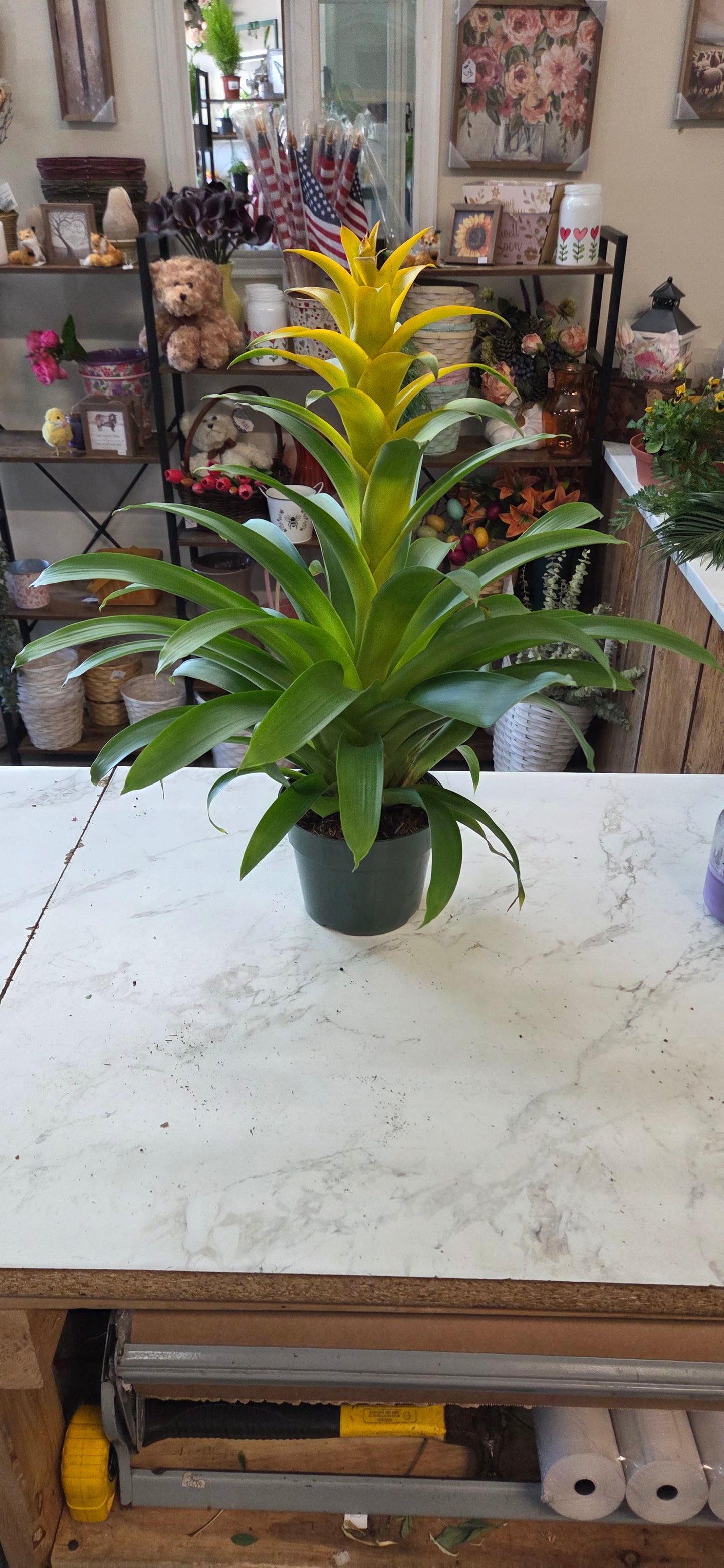 Bromelaid
