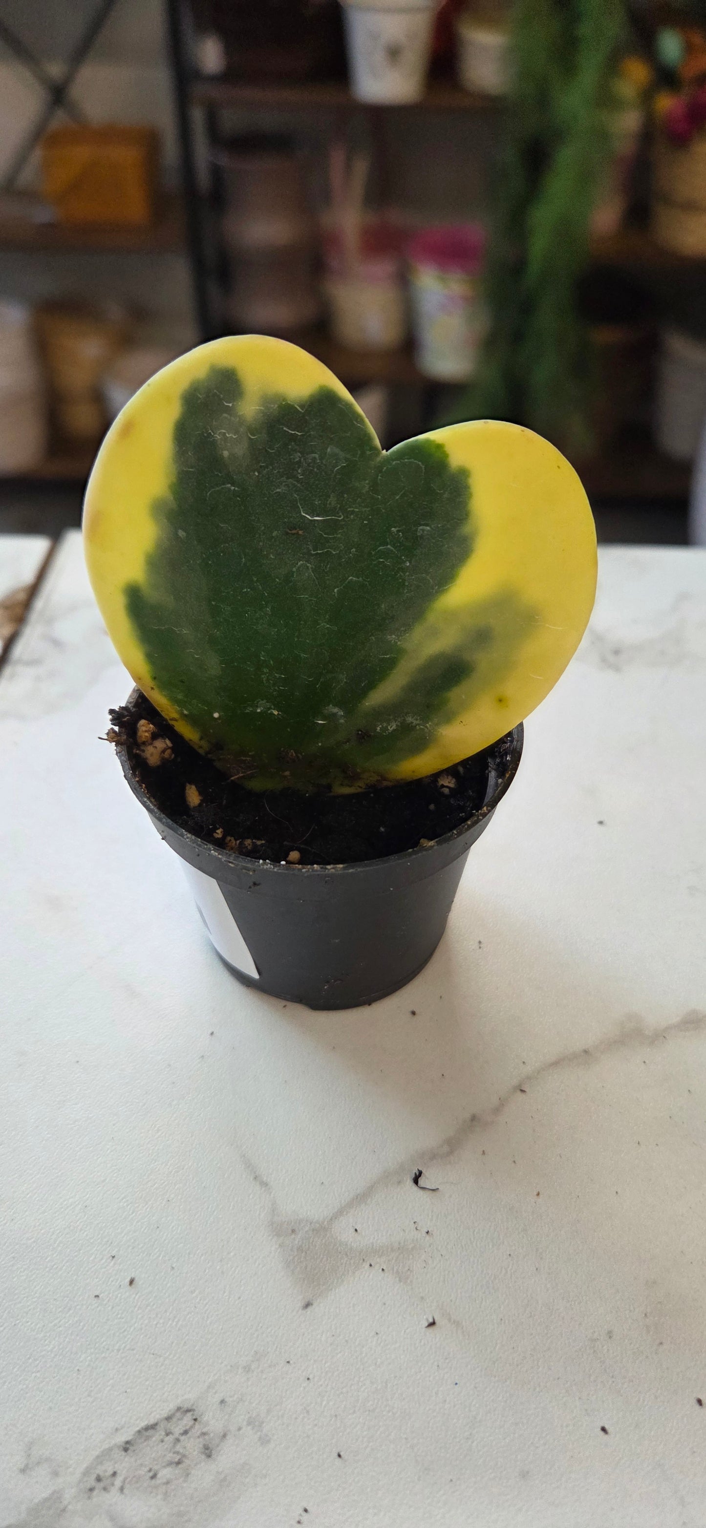 Hoya Heart