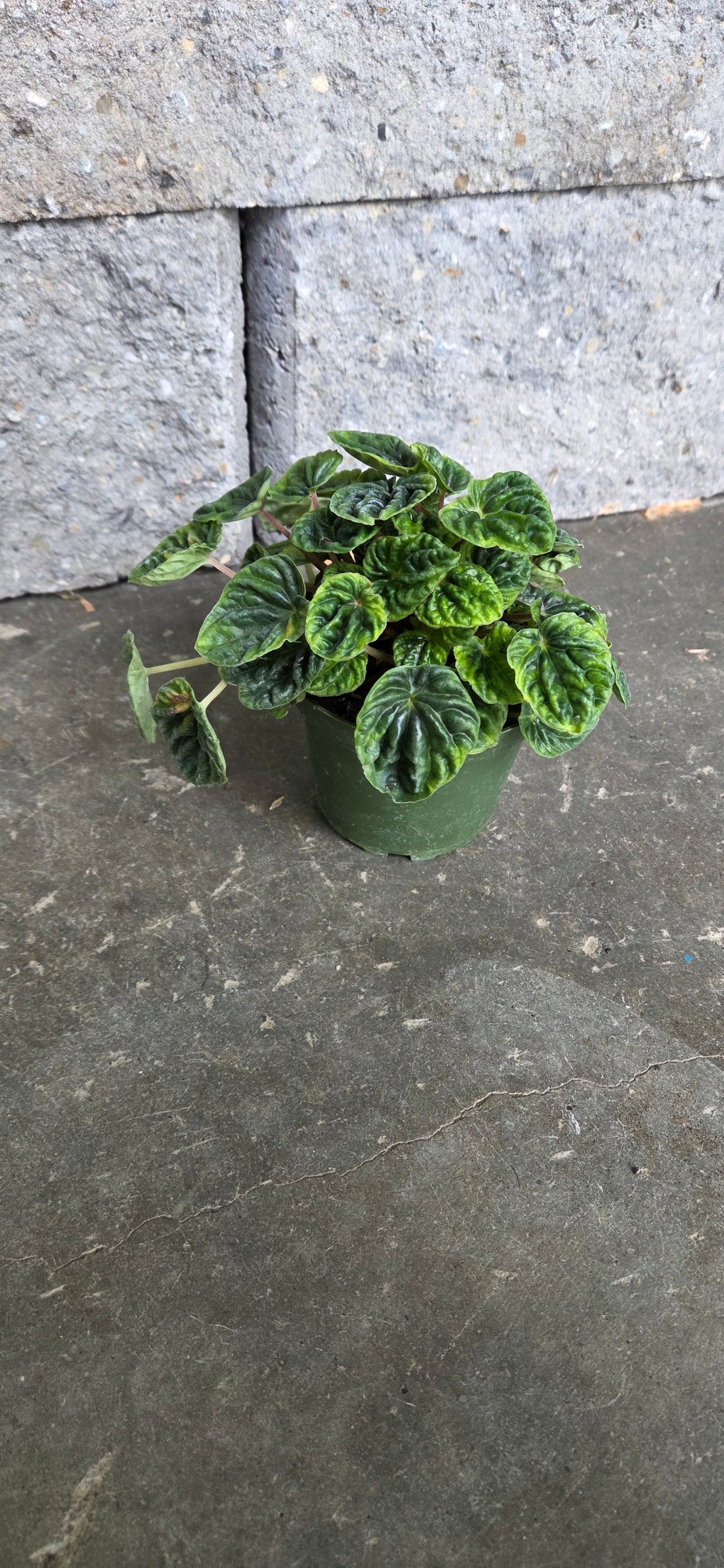 Peperomia Ripple