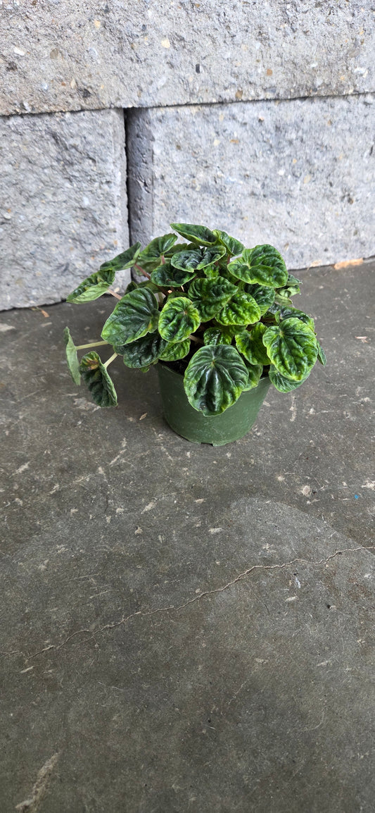 Peperomia Ripple